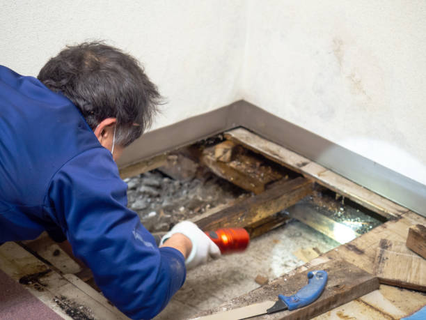 Best Crawl Space Mold Removal  in Goddard, KS