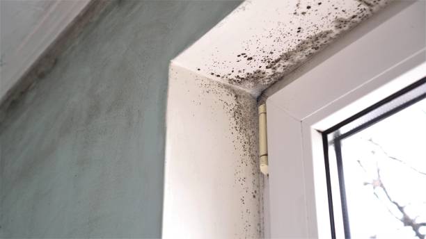 Best Mold Removal Company Near Me  in Goddard, KS