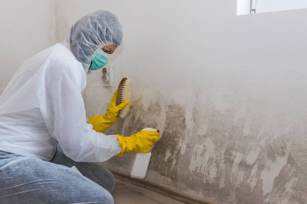 Best Best Mold Removal Companies  in Goddard, KS