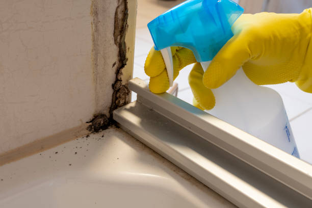 Attic Mold Removal in Goddard, KS
