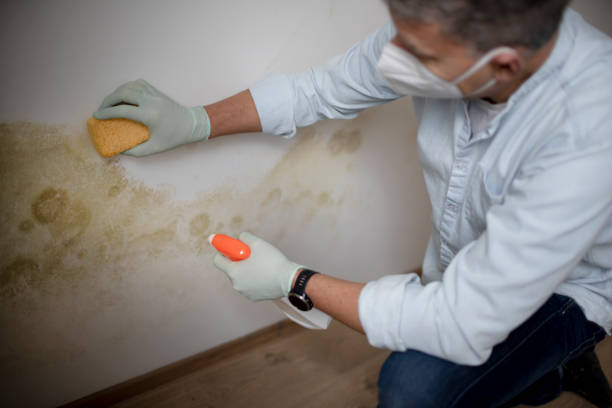 Best Affordable Mold Removal  in Goddard, KS