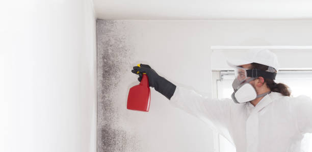 Best Office Mold Removal Services  in Goddard, KS
