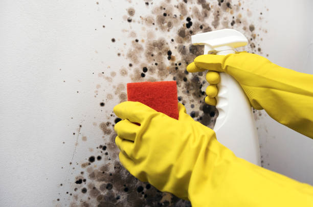 Best Fast Mold Removal  in Goddard, KS