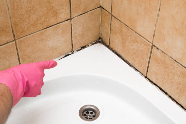 Best Toxic Mold Removal  in Goddard, KS