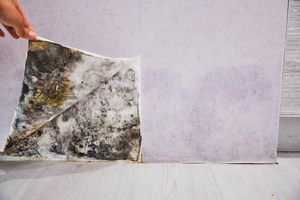 Best Mold Removal Near Me  in Goddard, KS